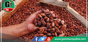 Comunidades nativas de San Martín y Loreto implementarán planes de negocios para conservar bosques