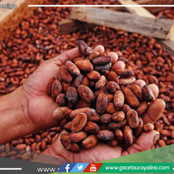 Comunidades nativas de San Martín y Loreto implementarán planes de negocios para conservar bosques