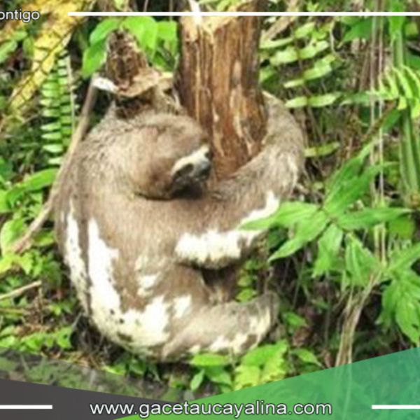 Especies Amenazadas en San Martín: Un Rol Vital para el Área de Conservación Regional Cordillera Escalera
