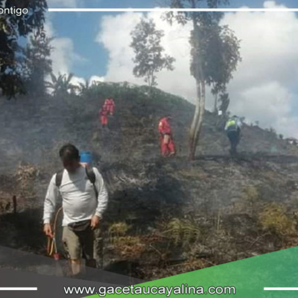 Desastre en Villa Rica: Incendio forestal consume 5 hectáreas de café y pinos en Pasco