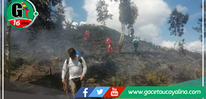 Desastre en Villa Rica: Incendio forestal consume 5 hectáreas de café y pinos en Pasco