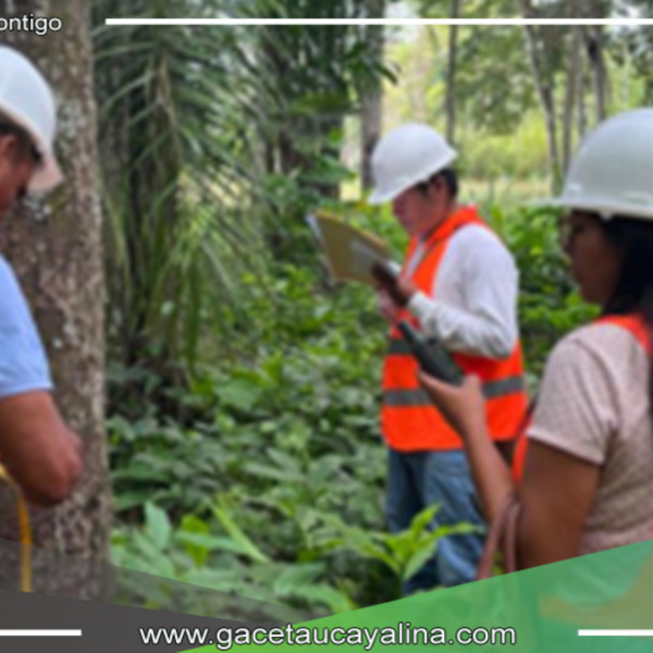 Ucayali: Revoluciona con Primer Incentivo por Excelencia en Prácticas Forestales