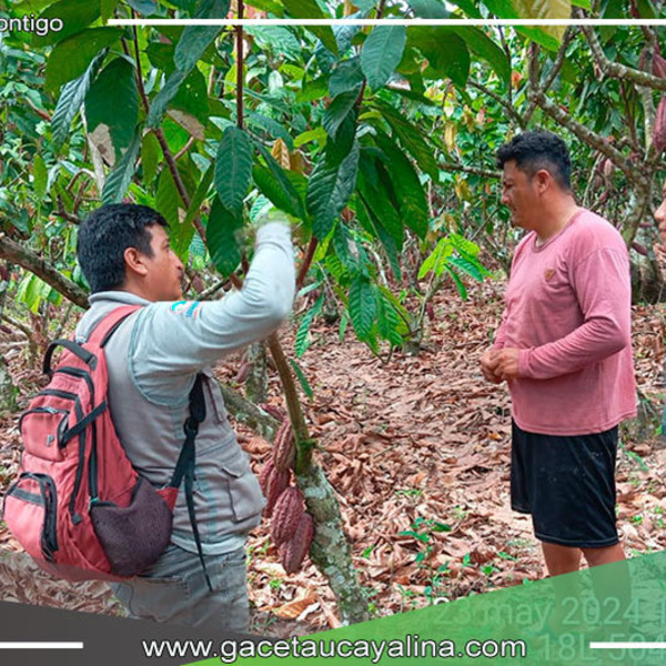 Productores de Campo Verde Reciben Apoyo del Proyecto Cacao para Mejorar sus Prácticas Agrícolas