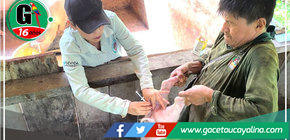 Municipalidad de Irazola Brinda Asistencia Técnica a Criadores de Ganado Porcino