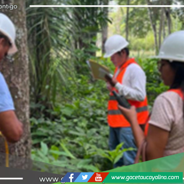 Ucayali: Revoluciona con Primer Incentivo por Excelencia en Prácticas Forestales