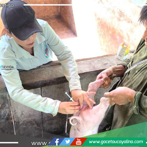 Municipalidad de Irazola Brinda Asistencia Técnica a Criadores de Ganado Porcino