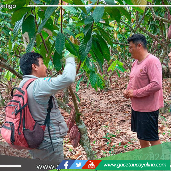 Productores de Campo Verde Reciben Apoyo del Proyecto Cacao para Mejorar sus Prácticas Agrícolas