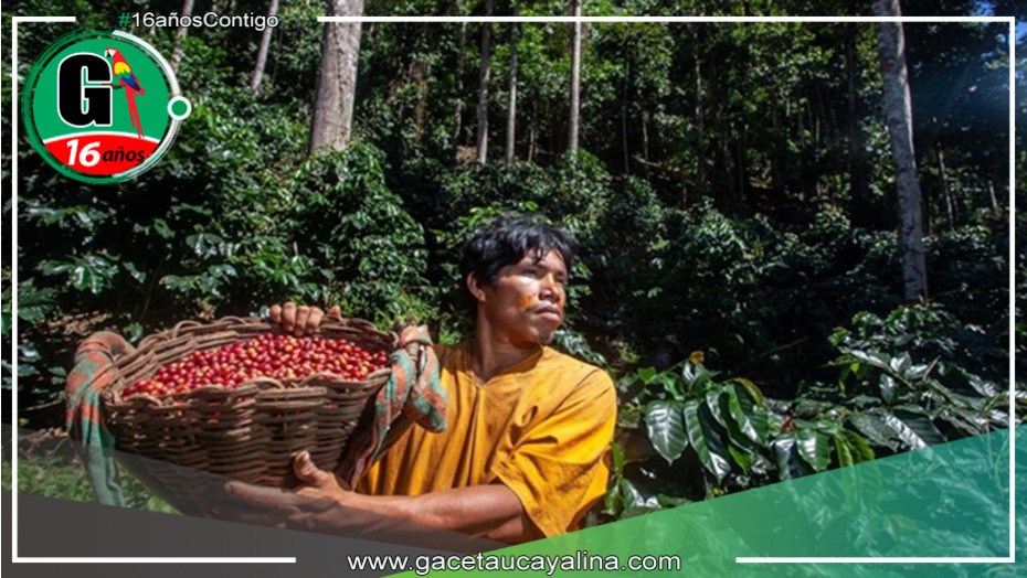 Producción sin deforestación en la Amazonía peruana: 1.3 millones de hectáreas para café y cacao sostenibles
