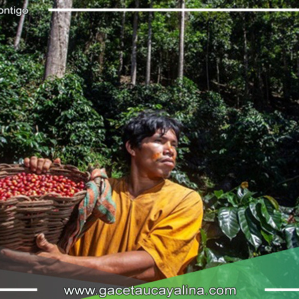 Producción sin deforestación en la Amazonía peruana: 1.3 millones de hectáreas para café y cacao sostenibles