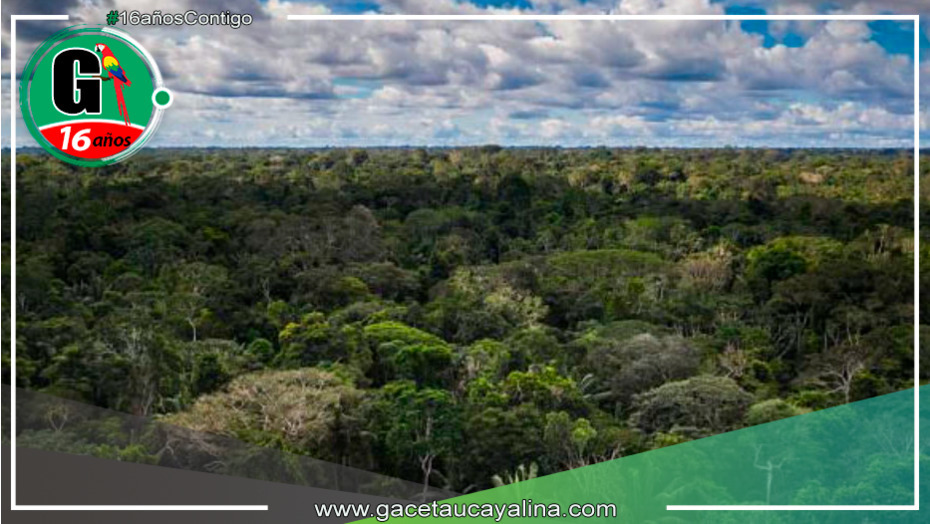 Evaluación y Coordinación del SNCVFFS para Combatir Actividades Ilícitas en Bosques