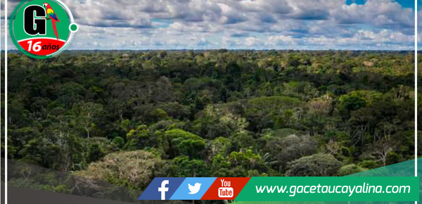 Evaluación y Coordinación del SNCVFFS para Combatir Actividades Ilícitas en Bosques