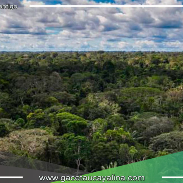 Evaluación y Coordinación del SNCVFFS para Combatir Actividades Ilícitas en Bosques