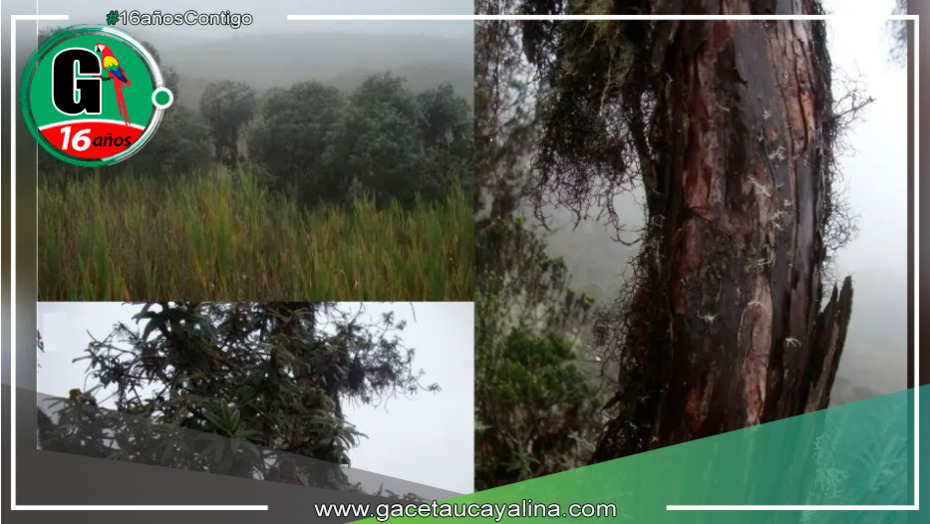 Hallazgo botánico en Junín: Nueva especie de queñua revela la riqueza de los bosques andinos