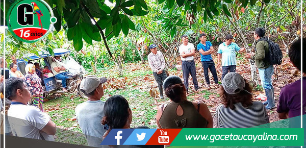 Municipalidad de Campo Verde capacita a productores en técnicas de injerto de cacao