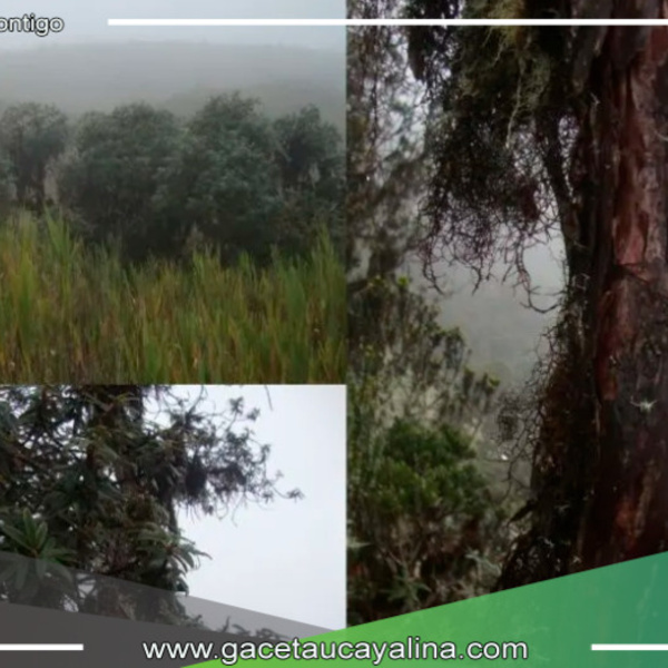 Hallazgo botánico en Junín: Nueva especie de queñua revela la riqueza de los bosques andinos