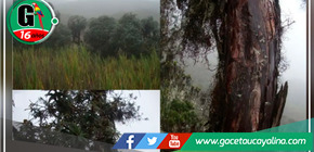 Hallazgo botánico en Junín: Nueva especie de queñua revela la riqueza de los bosques andinos