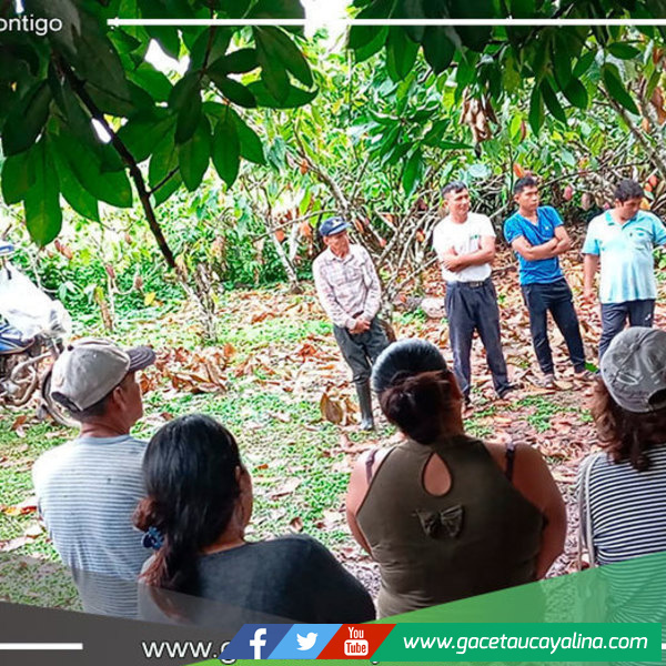 Municipalidad de Campo Verde capacita a productores en técnicas de injerto de cacao
