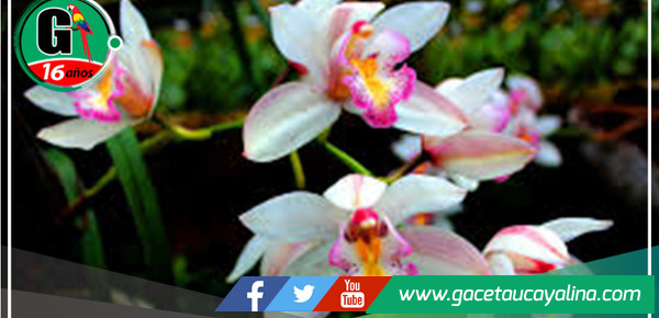 "Floración Exuberante: Orquídeas Encantan en Tarapoto"
