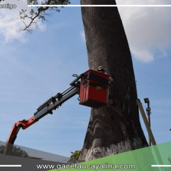 Reevalúan árbol emblemático del Parque La Lupuna con tecnología avanzada