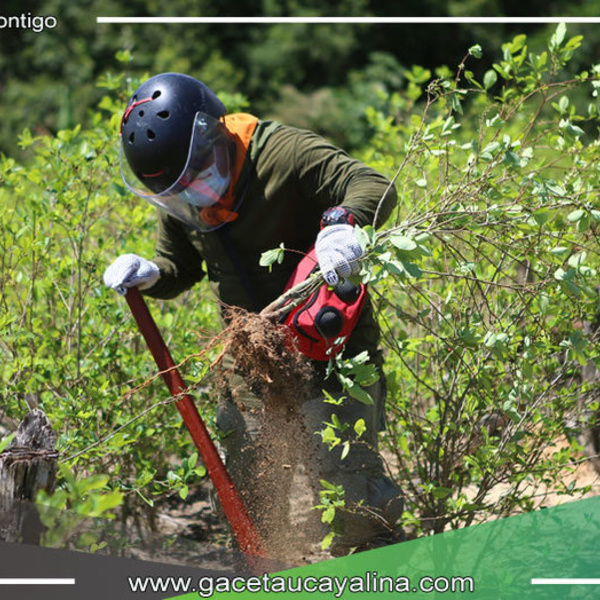 Mininter erradica más de 6000 hectáreas de coca ilegal en 2024