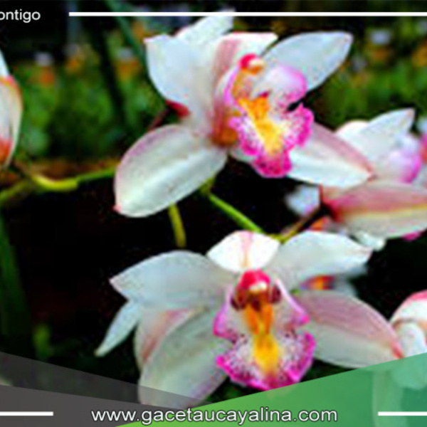 "Floración Exuberante: Orquídeas Encantan en Tarapoto"
