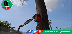 Reevalúan árbol emblemático del Parque La Lupuna con tecnología avanzada