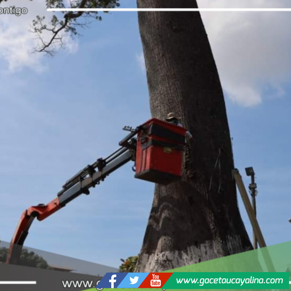 Reevalúan árbol emblemático del Parque La Lupuna con tecnología avanzada