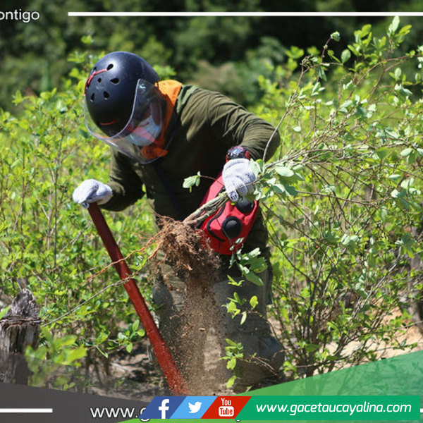 Mininter erradica más de 6000 hectáreas de coca ilegal en 2024