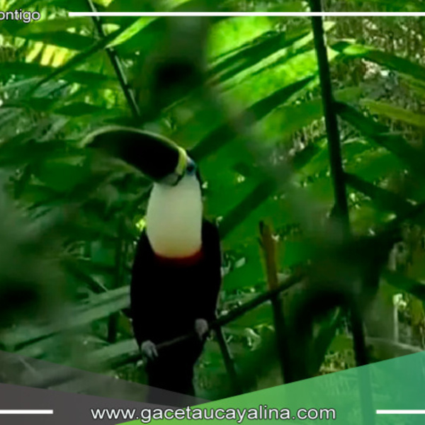 Nuestra Tierra te invita a explorar el Centro de Rescate Urku y descubrir los animales que habitan allí bajo cuidado y protección