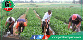 Sector Agricultura podría llegara a 4% de crecimiento en el 2024