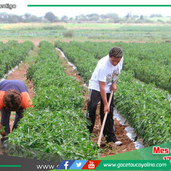 Sector Agricultura podría llegara a 4% de crecimiento en el 2024