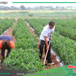 Sector Agricultura podría llegara a 4% de crecimiento en el 2024