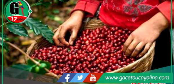 120,000 Productores de Café y Cacao Beneficiados con Proyecto Sostenible en la Amazonía Peruana