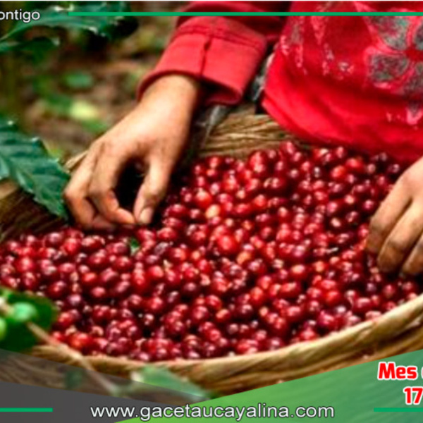 120,000 Productores de Café y Cacao Beneficiados con Proyecto Sostenible en la Amazonía Peruana