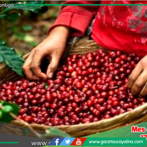 120,000 Productores de Café y Cacao Beneficiados con Proyecto Sostenible en la Amazonía Peruana