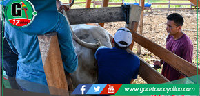 Sepahua Impulsa la Ganadería con Avanzada Técnica de Inseminación Artificial