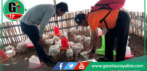 Gestión municipal de Atalaya entrega pollos y promueve viveros para fortalecer comedores y escuelas