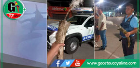 Joven destruye escultura de dinosaurio en Bagua y pide perdón al alcalde 