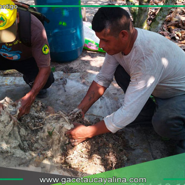 Capacitan a productores de cacao en Campo Verde, en técnicas orgánicas en jornada de campo