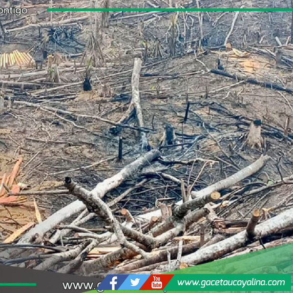Incendios arrasan más de 338 hectáreas en San Martín