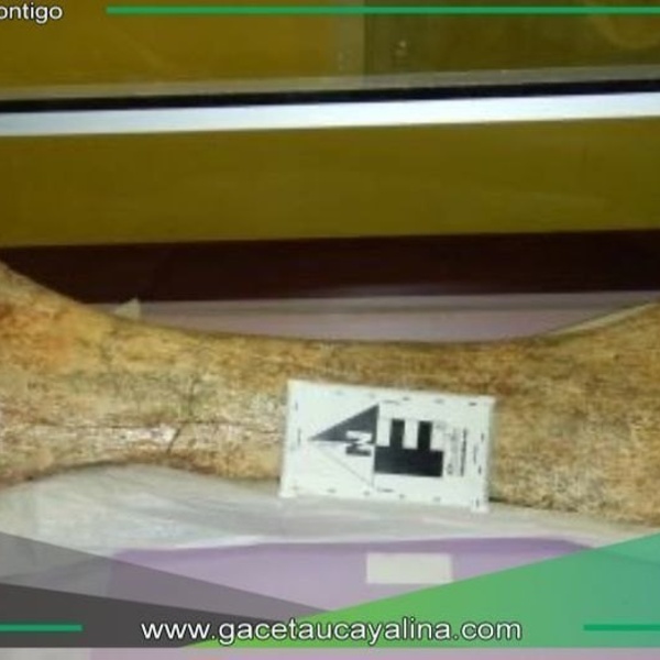 Hallan restos fósiles de mastodonte en región Junín