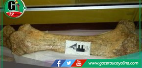 Hallan restos fósiles de mastodonte en región Junín