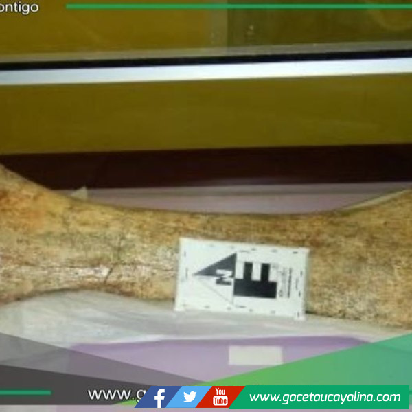 Hallan restos fósiles de mastodonte en región Junín