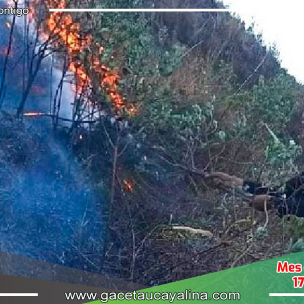 Más de 100 hectáreas de pino y eucalipto arrasadas