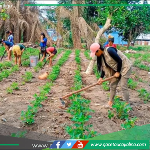 Proyecto de Cultivo de Maní en Tahuania.