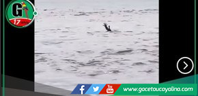 ¡Cuidado! Cocodrilo usa una aterradora táctica para cazar