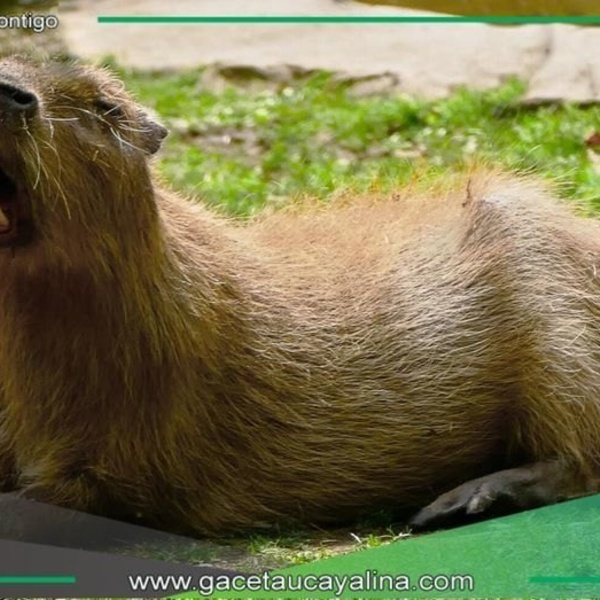 "Qué nivel capibara": Reflexión sobre la percepción errónea de la fauna silvestre