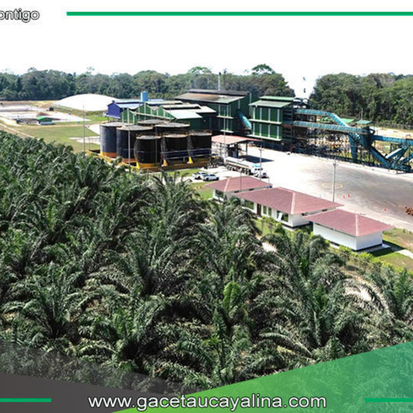Ocho sur no tiene ningún proyecto de Palma Aceitera en CC. San Francisco