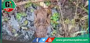 Vecinos de La Hoyada en alerta por la aparición de reptiles en descampado