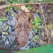 Vecinos de La Hoyada en alerta por la aparición de reptiles en descampado